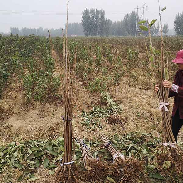 齊早櫻桃苗哪里能買到？齊早櫻桃樹苗多少錢一顆(圖2)
