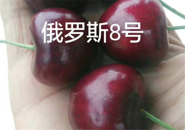 俄羅斯8號櫻桃苗批發(fā)價格，含香櫻桃苗哪里有賣(圖2)