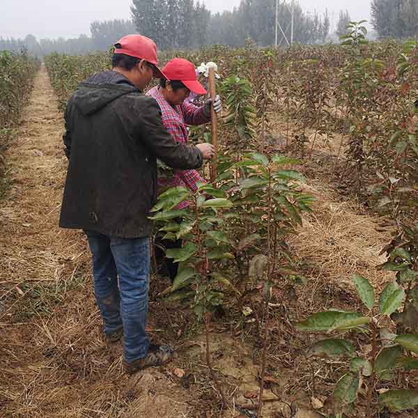 美早櫻桃苗批發(fā)，矮化美早櫻桃苗哪里有賣(圖3)