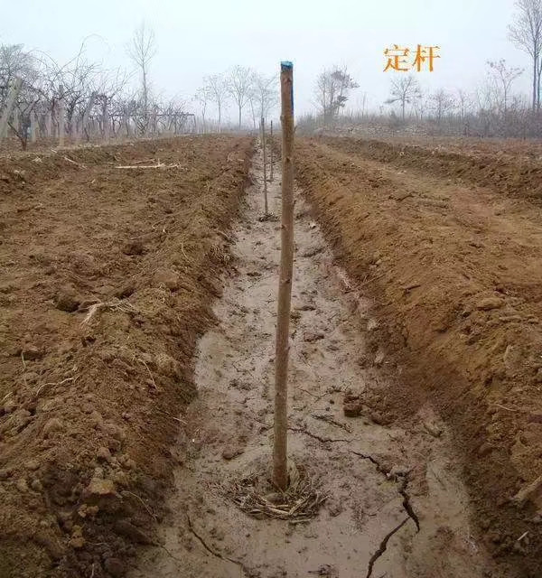 桑提娜櫻桃苗怎么購買？桑提娜櫻桃苗哪里有賣(圖3)