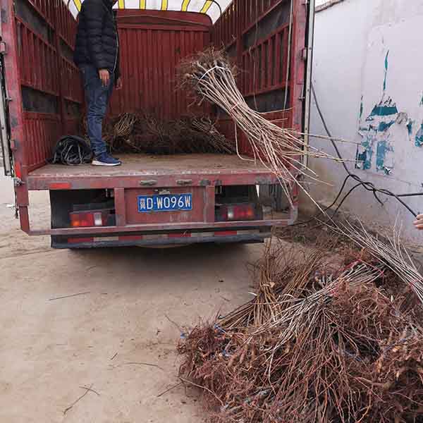 櫻桃苗裝車(chē)發(fā)新疆