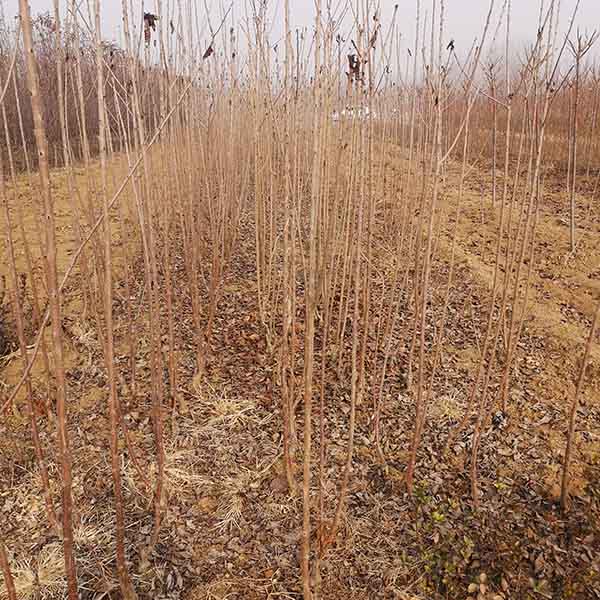 櫻桃樹苗種植注意事項？矮化櫻桃苗種植條件？(圖5)