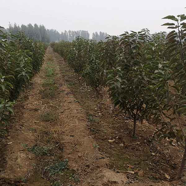 櫻桃樹苗種植注意事項？矮化櫻桃苗種植條件？(圖1)