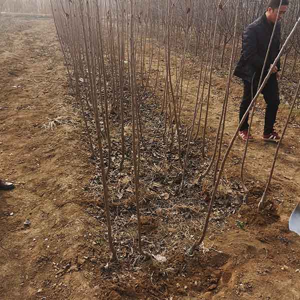 櫻桃樹苗有哪些病蟲害？櫻桃樹苗病蟲害防治管理？(圖3)