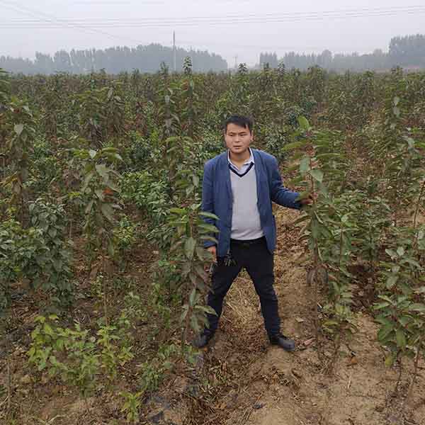 塔瑪拉櫻桃苗品種介紹_塔瑪拉櫻桃樹苗哪里有賣(圖3)